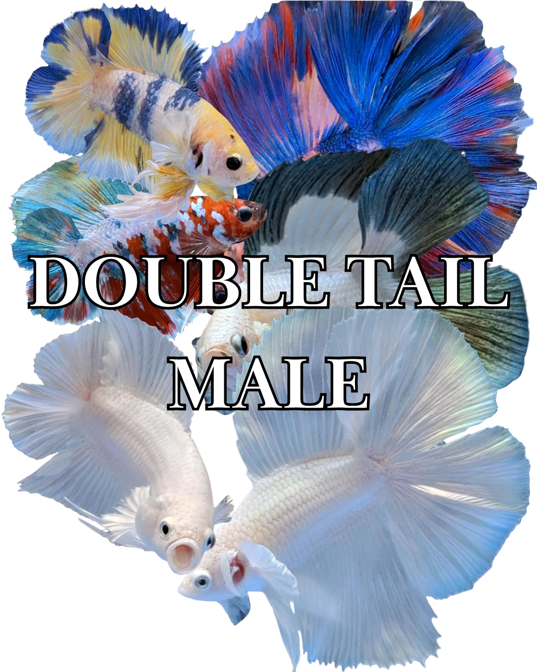 DOUBLE TAIL