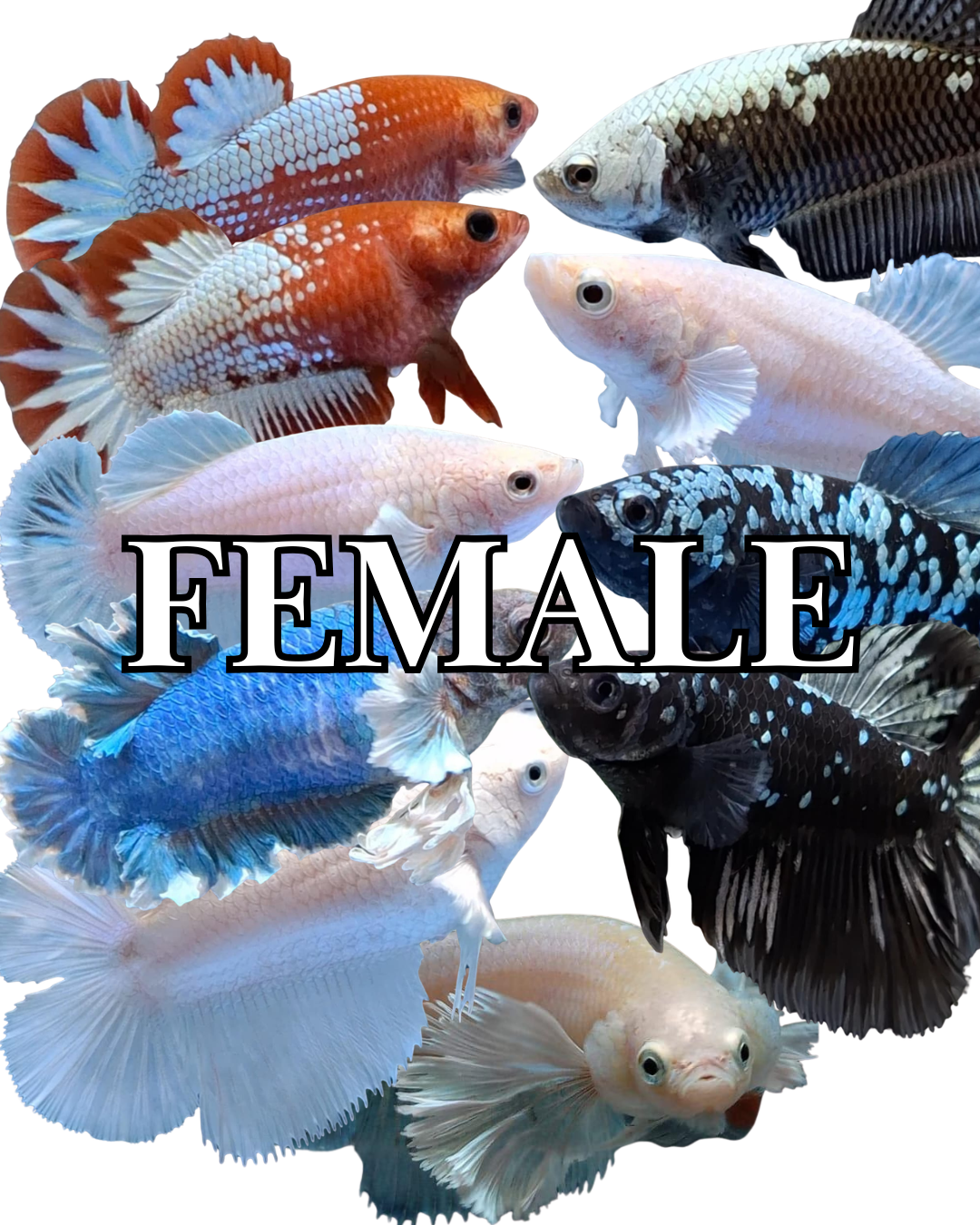 FEMALE