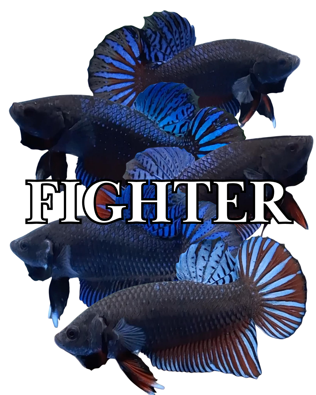 FIGHTER
