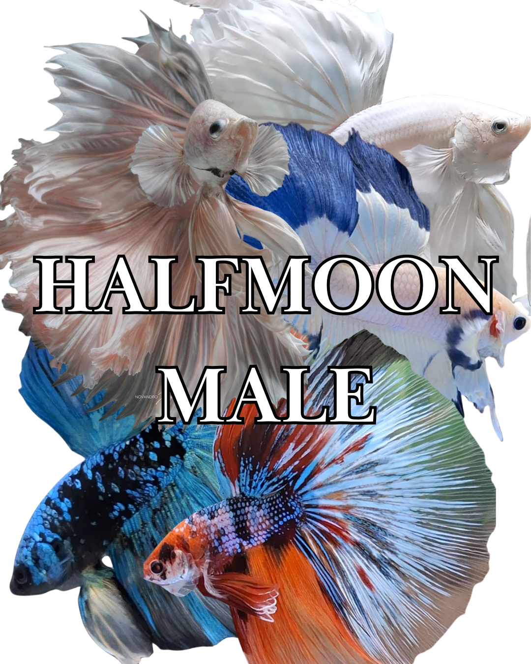 HALFMOON MALE