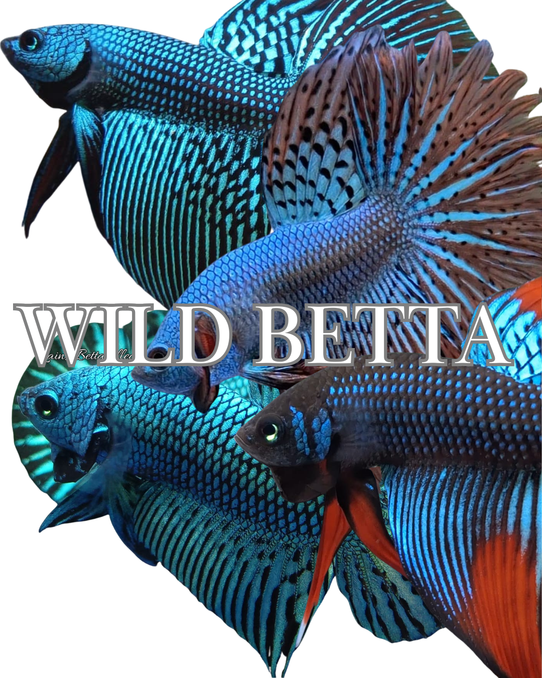 WILD BETTA