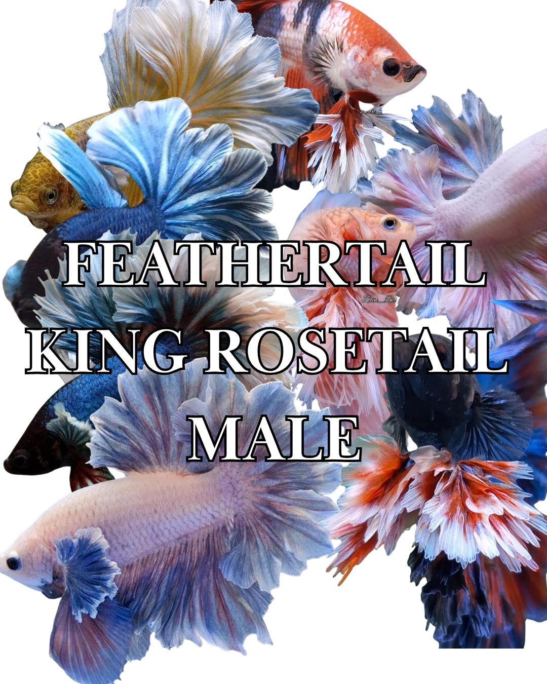 FEATHERTAIL & KING ROSETAIL MALE