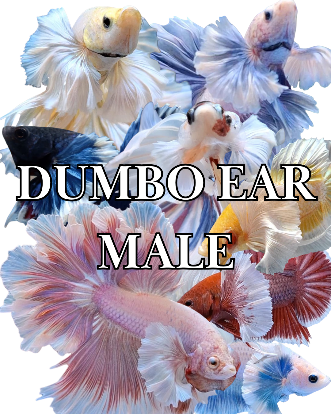 DUMBO EAR MALE
