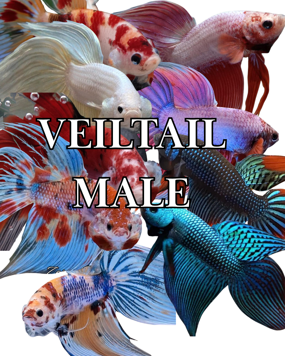 VEILTAIL MALE
