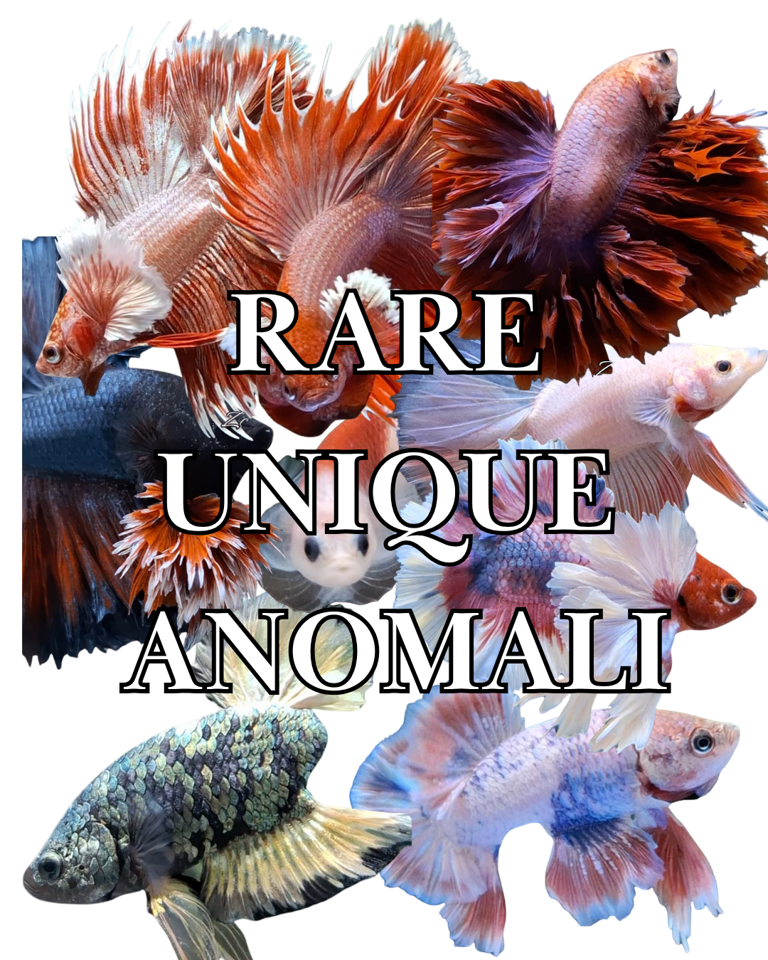 RARE UNIQUE ANOMALI COLLECTIONS