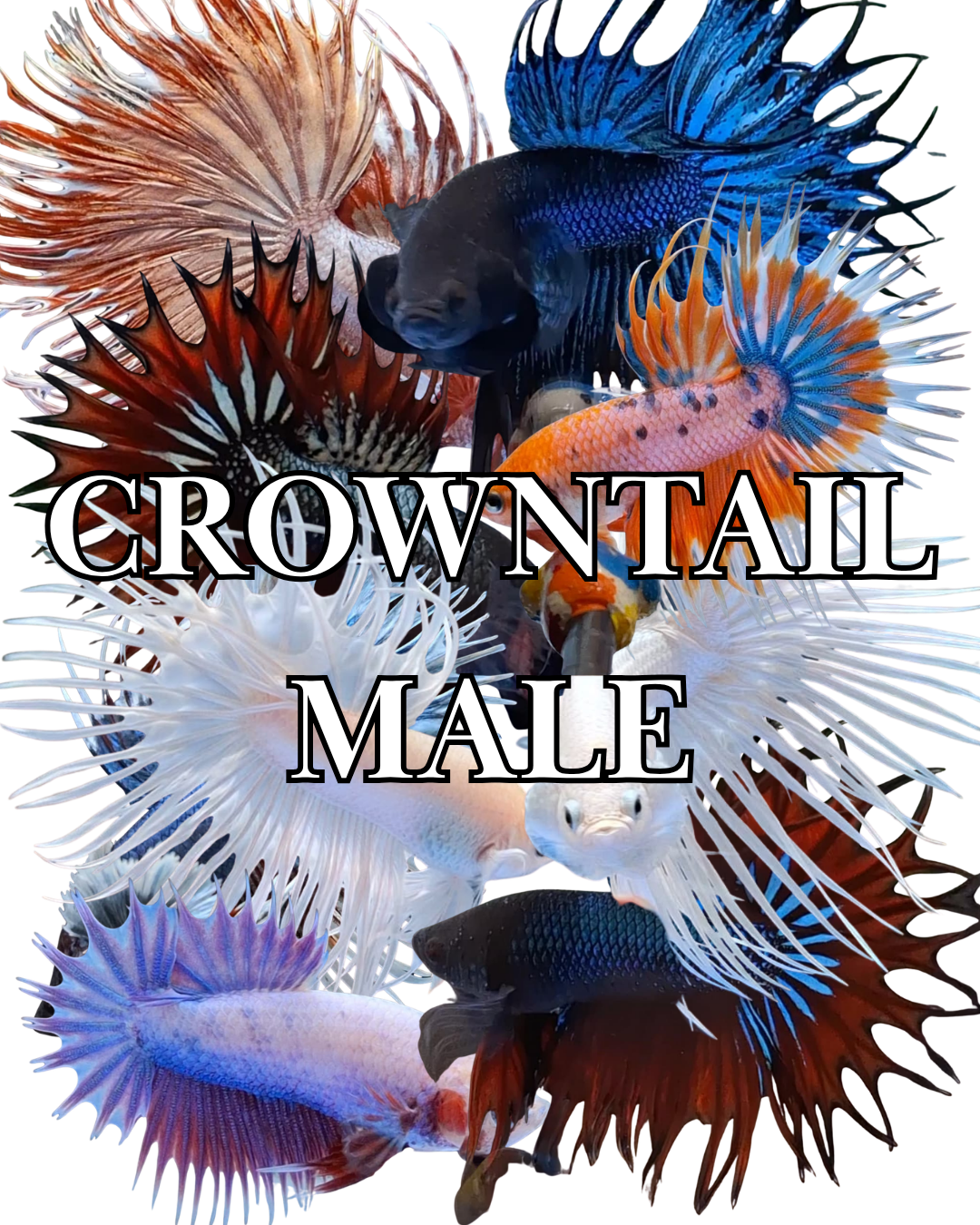 CROWNTAIL MALE