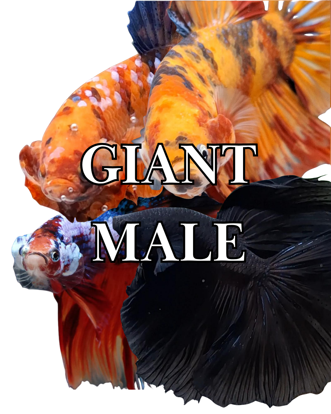 GIANT MALE