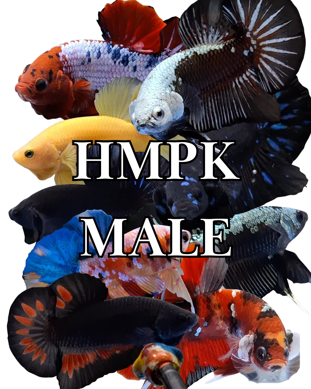 HMPK MALE