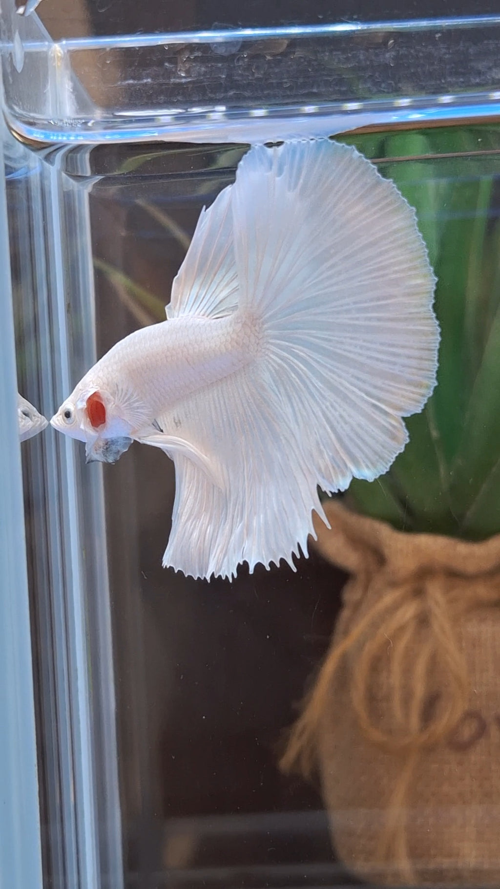 Halfmoon White Platinum Betta Fish Male