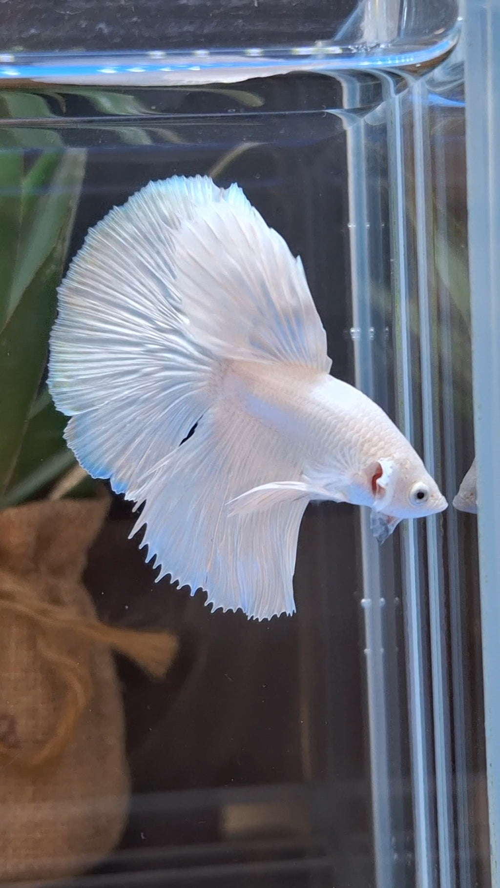 Halfmoon White Platinum Betta Fish Male