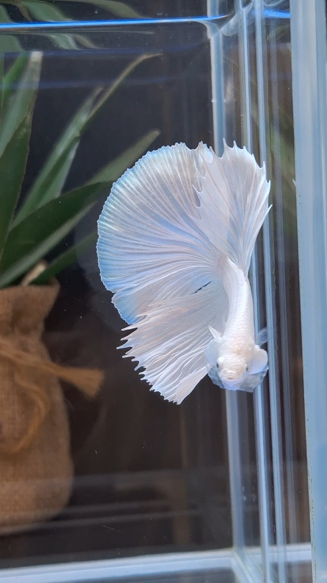Halfmoon White Platinum Betta Fish Male