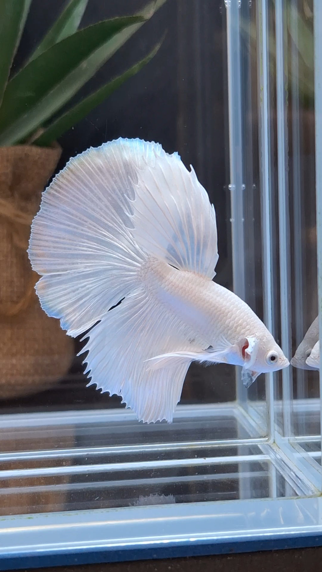 Halfmoon White Platinum Betta Fish Male