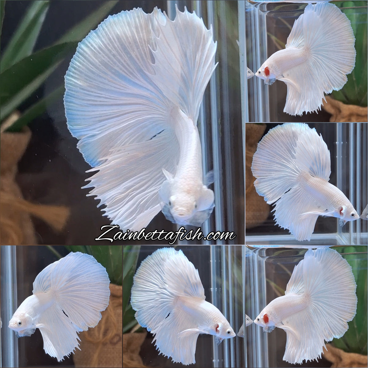 Halfmoon White Platinum Betta Fish Male