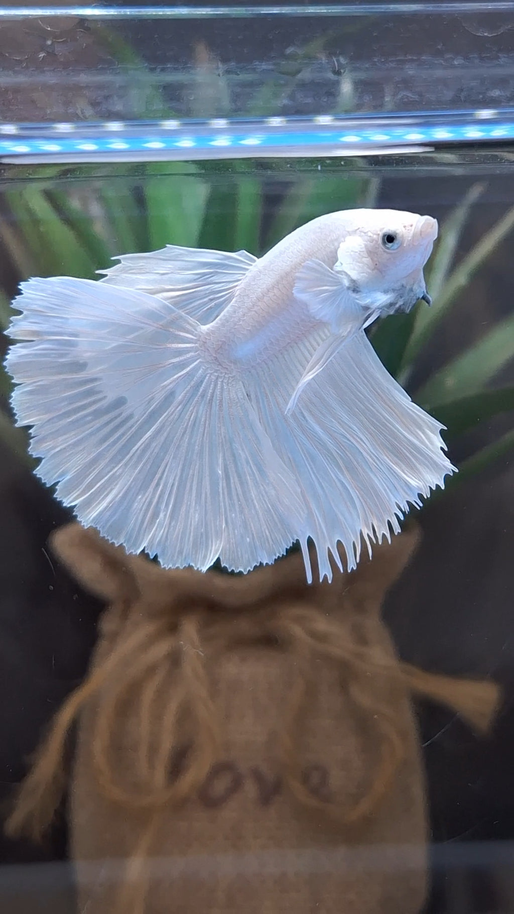 Halfmoon White Platinum Betta Fish Male