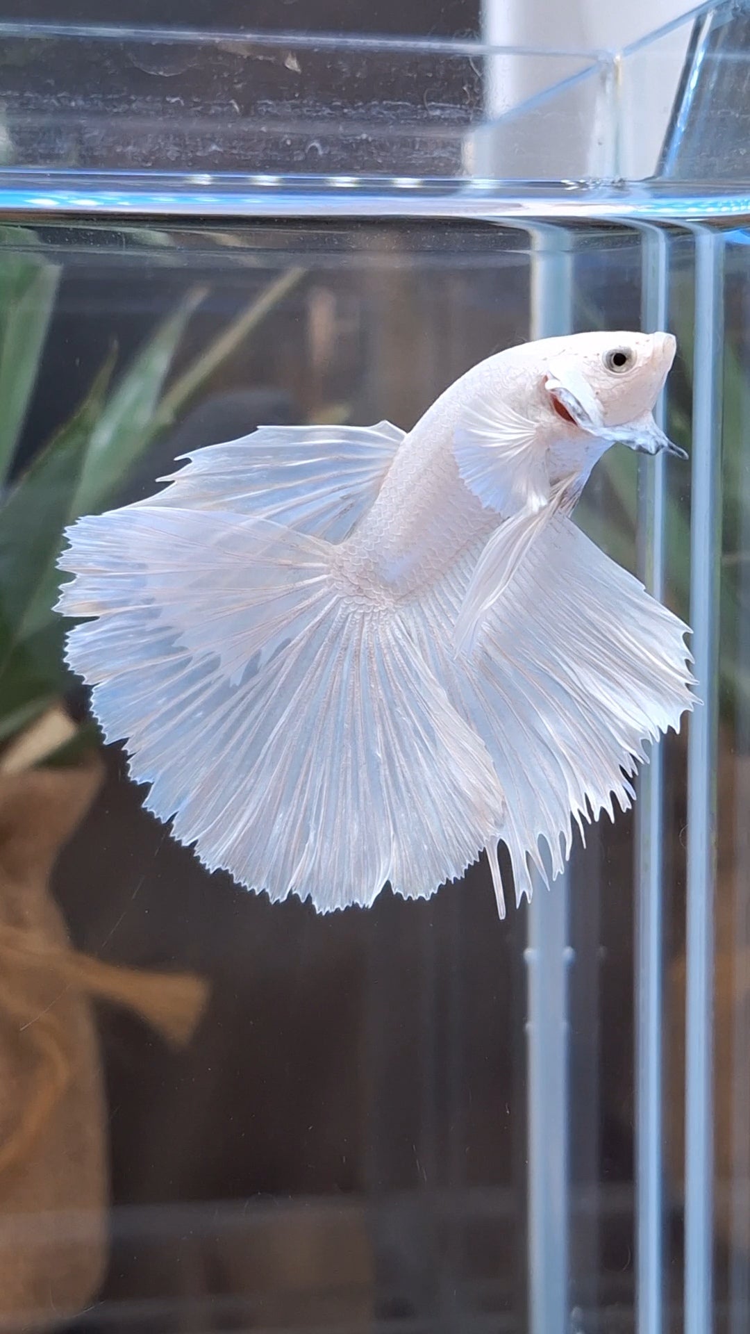 Halfmoon White Platinum Betta Fish Male