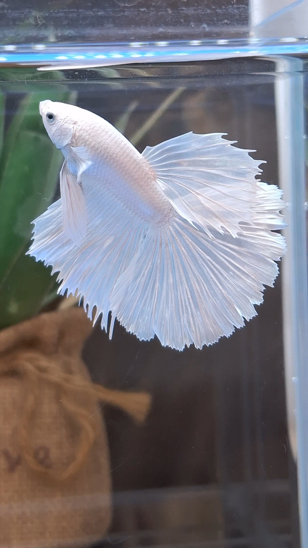 Halfmoon White Platinum Betta Fish Male