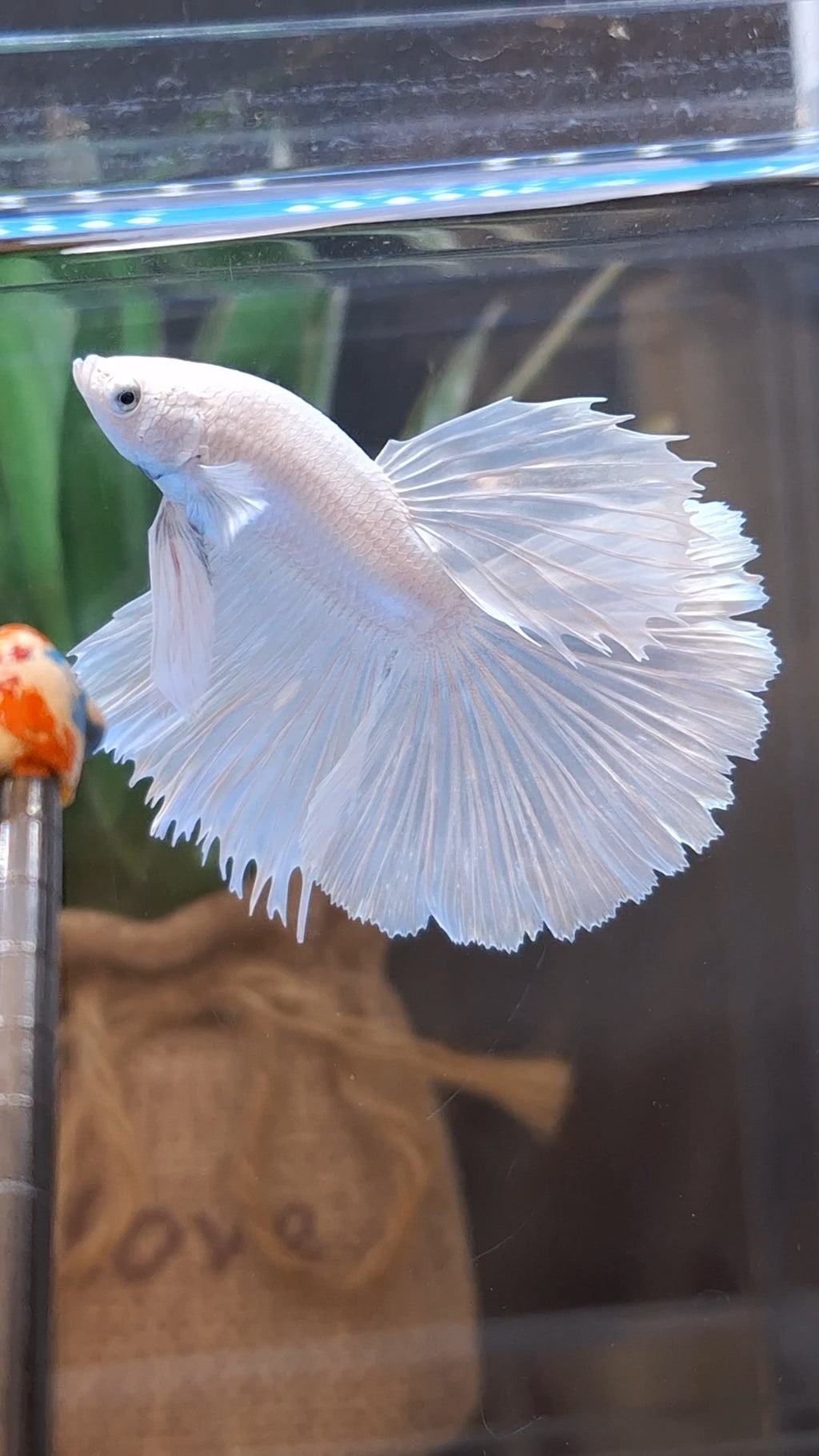 Halfmoon White Platinum Betta Fish Male
