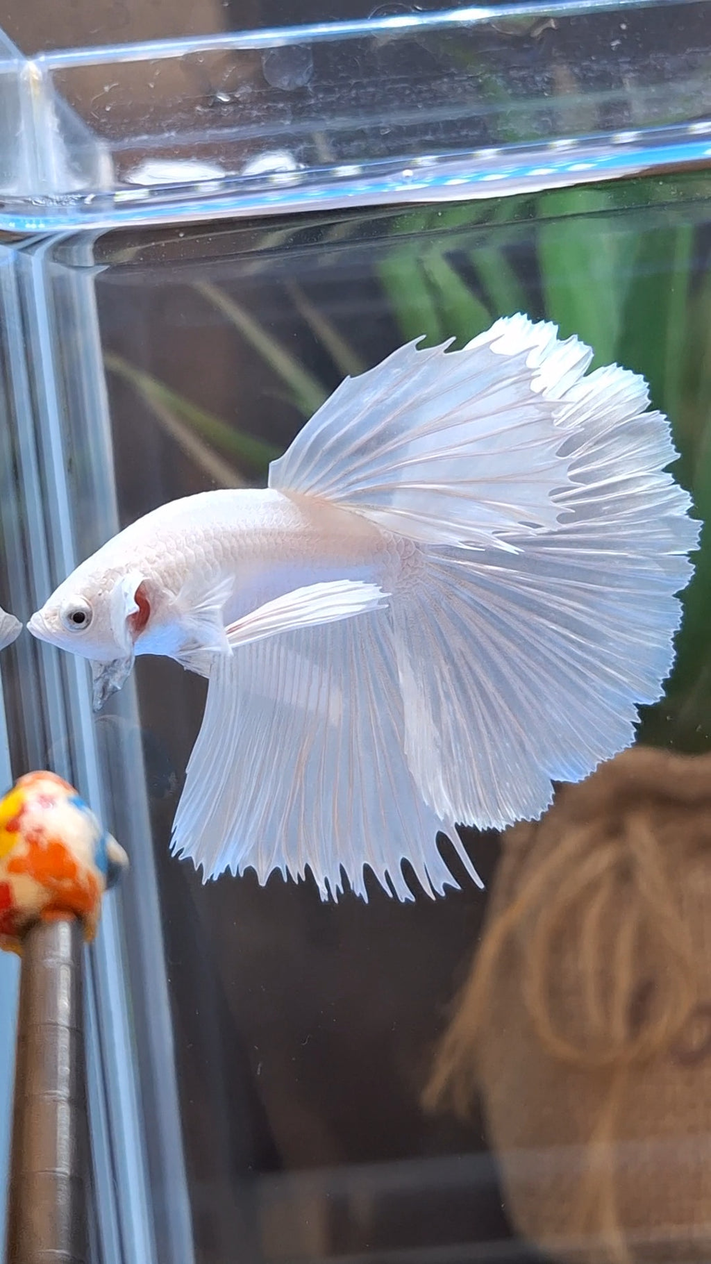 Halfmoon White Platinum Betta Fish Male