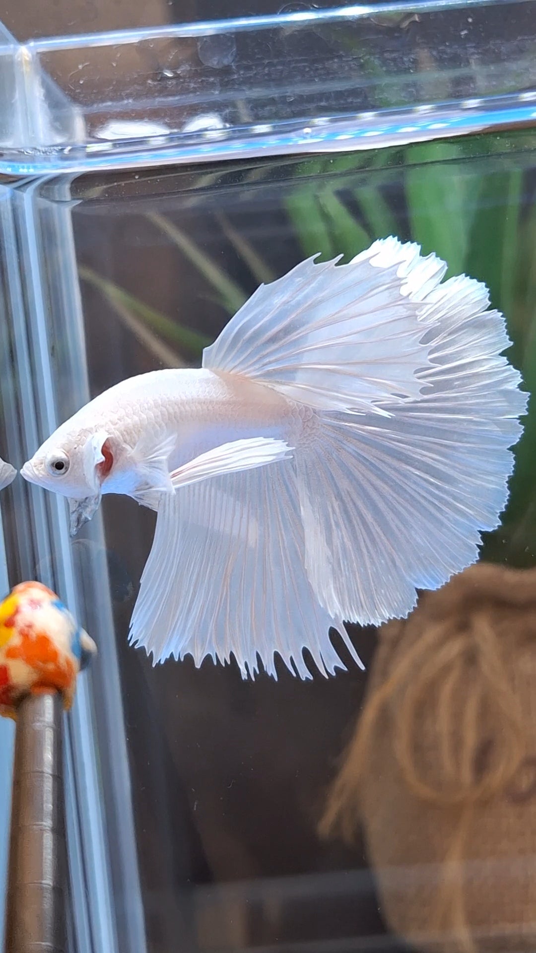 Halfmoon White Platinum Betta Fish Male