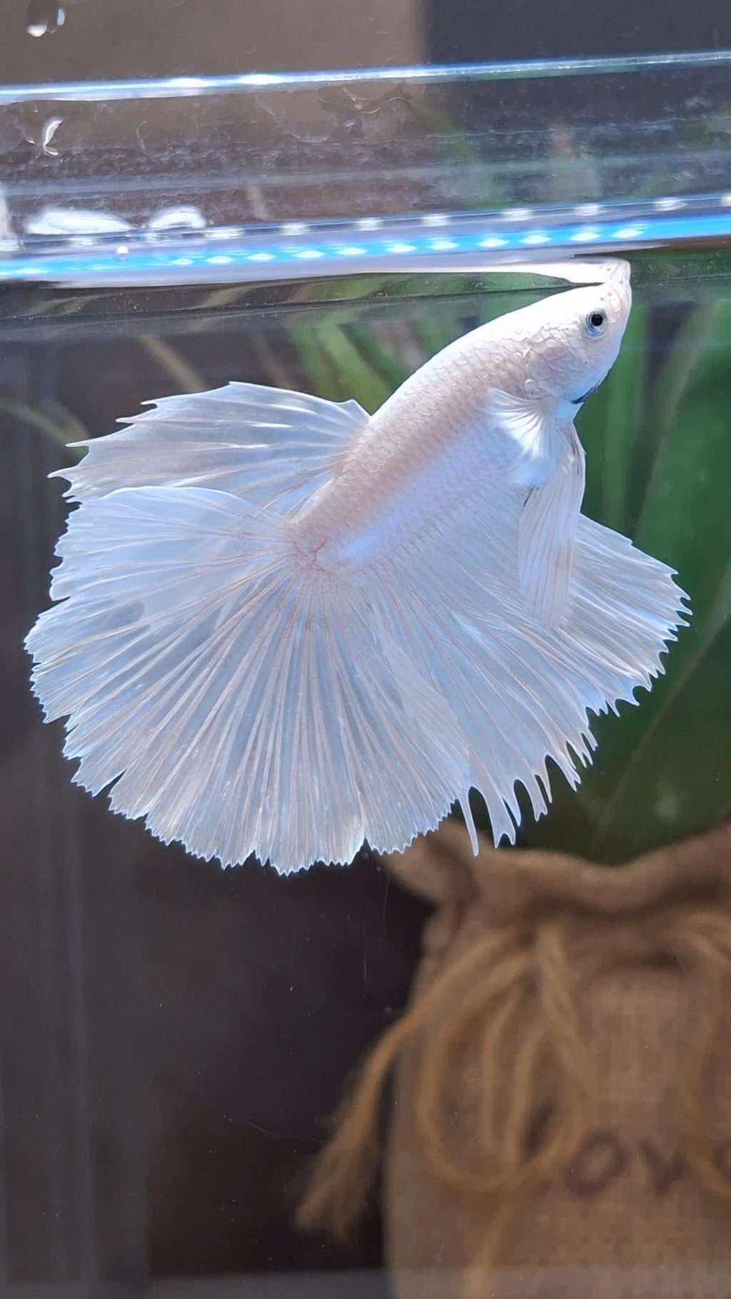 Halfmoon White Platinum Betta Fish Male