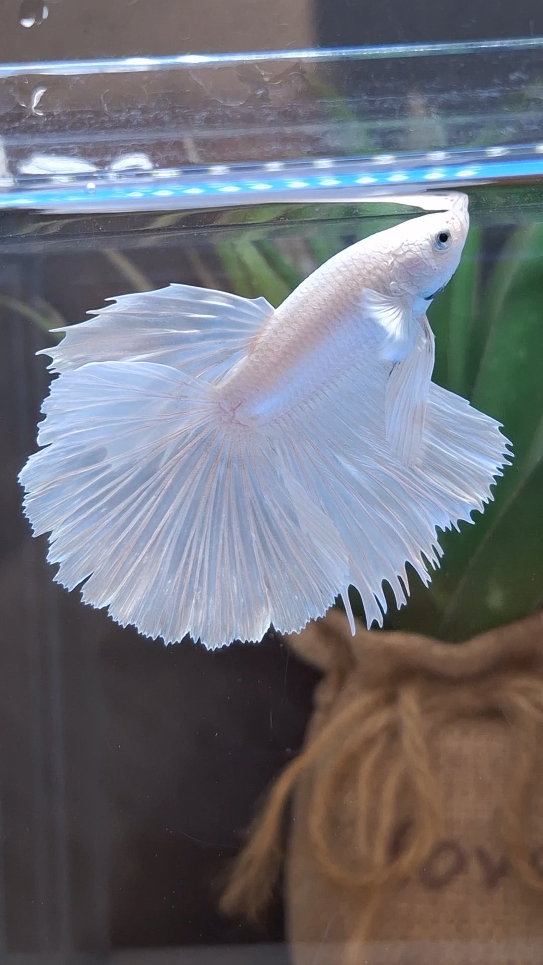 Halfmoon White Platinum Betta Fish Male