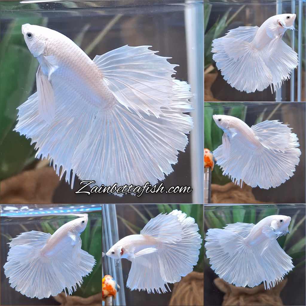 Halfmoon White Platinum Betta Fish Male