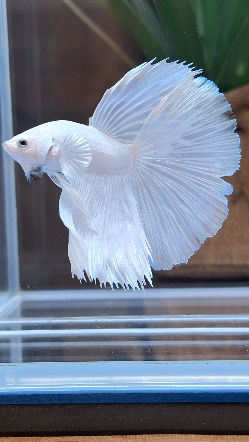 Halfmoon White Platinum Betta Fish Male