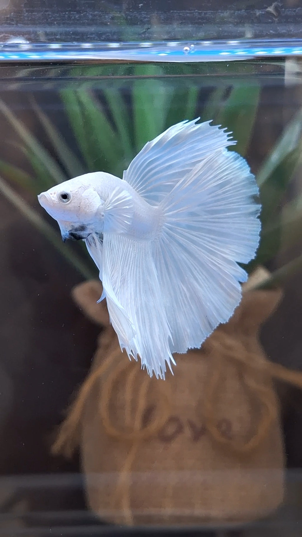 Halfmoon White Platinum Betta Fish Male