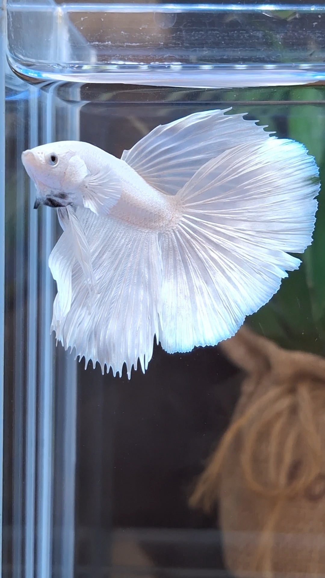 Halfmoon White Platinum Betta Fish Male
