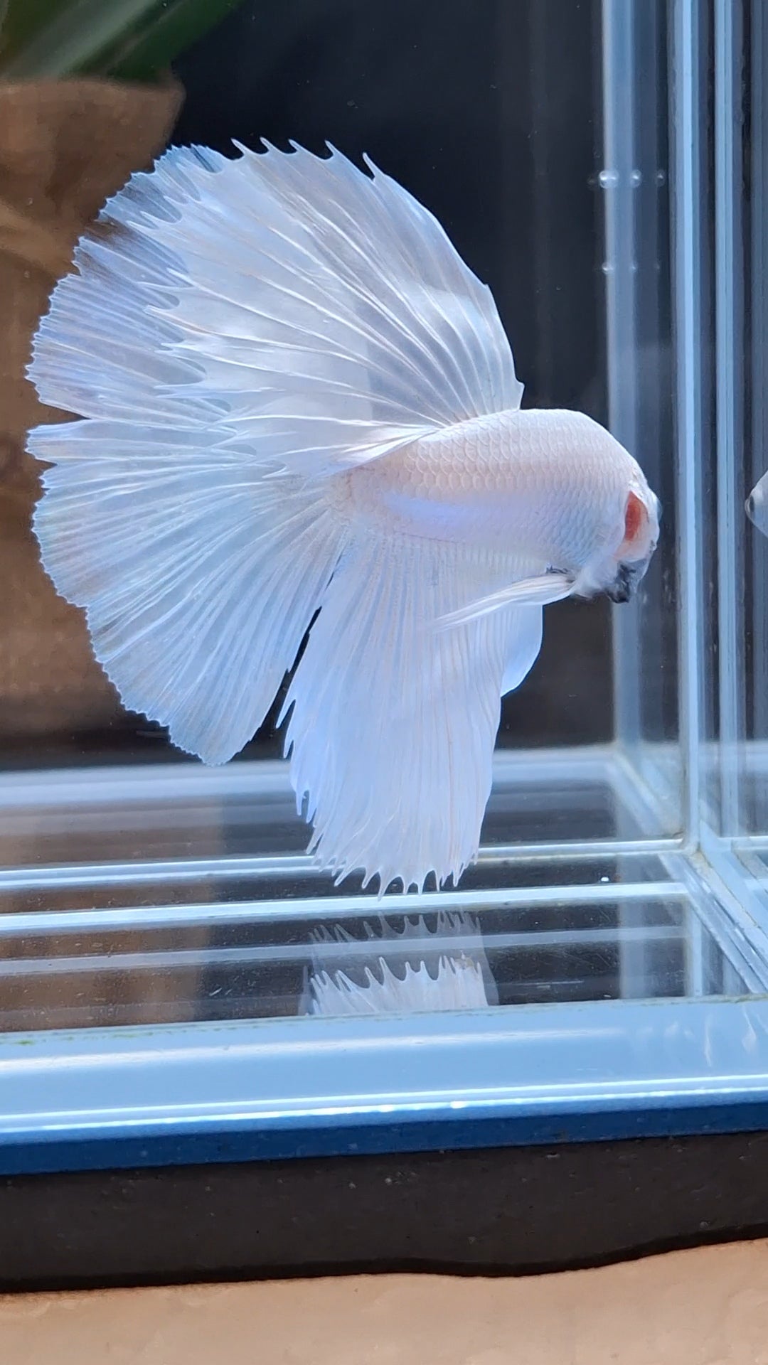 Halfmoon White Platinum Betta Fish Male