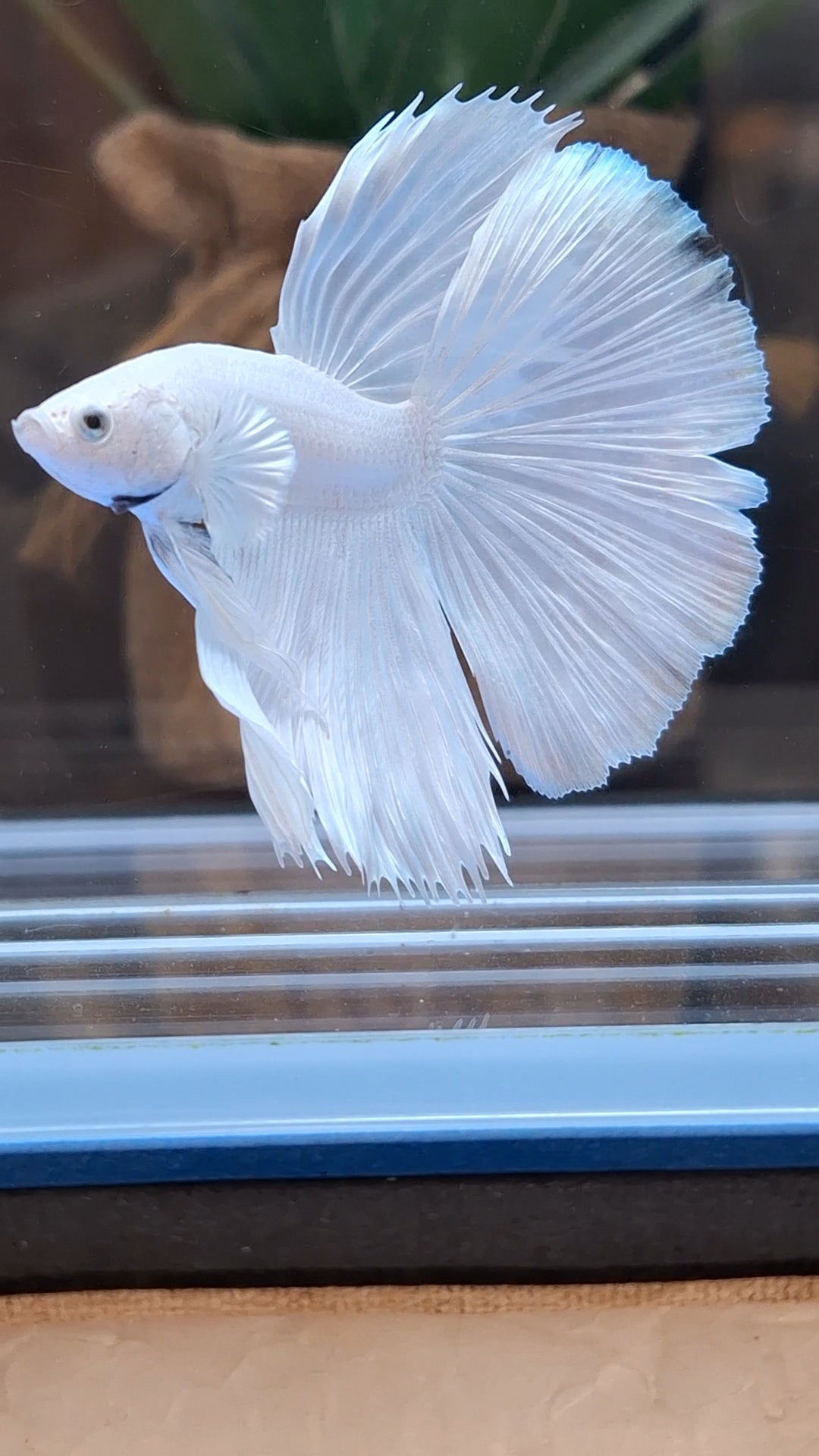 Halfmoon White Platinum Betta Fish Male