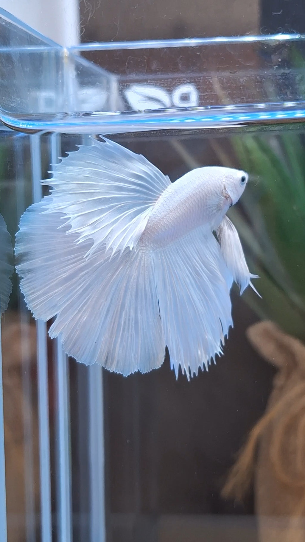 Halfmoon White Platinum Betta Fish Male