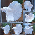 Halfmoon White Platinum Betta Fish Male