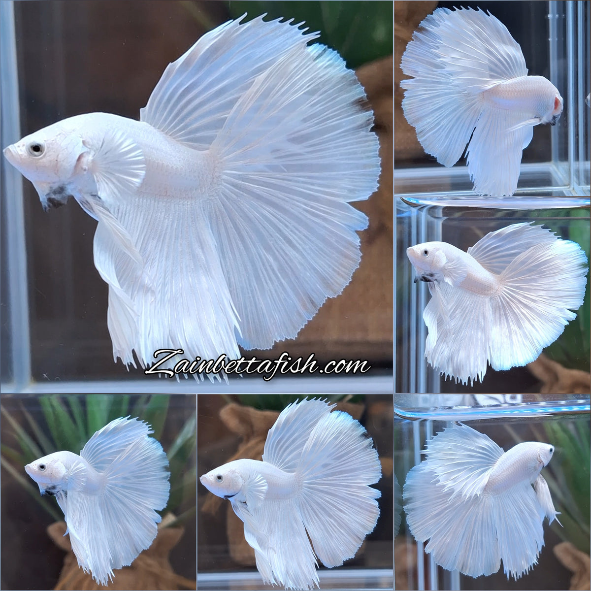 Halfmoon White Platinum Betta Fish Male
