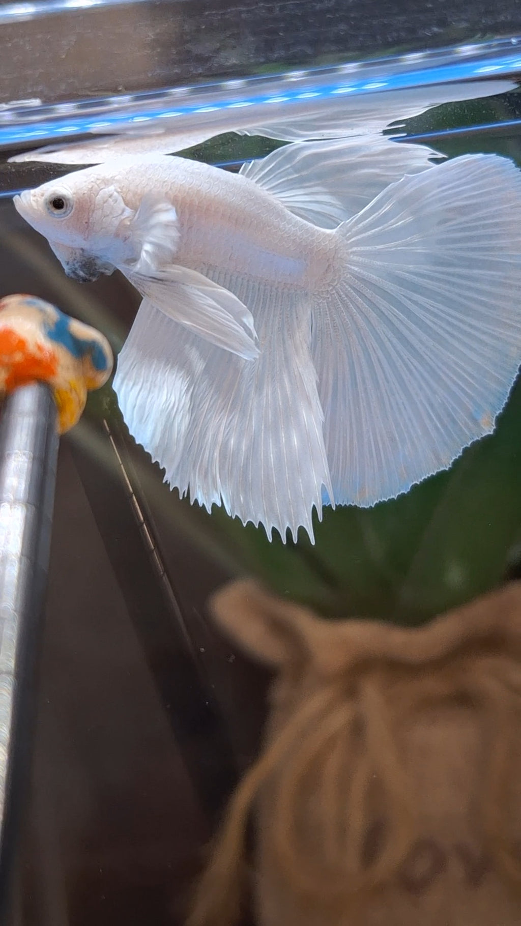 Halfmoon White Platinum Betta Fish Male