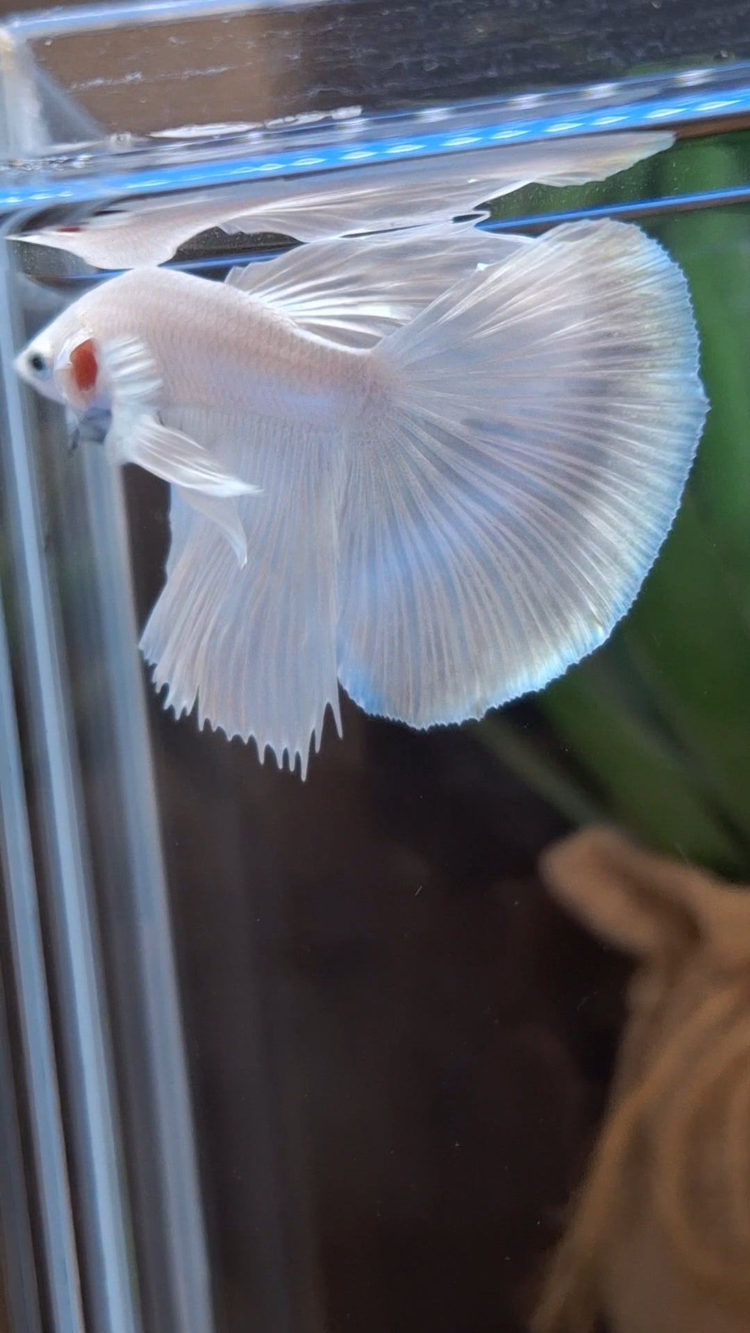Halfmoon White Platinum Betta Fish Male