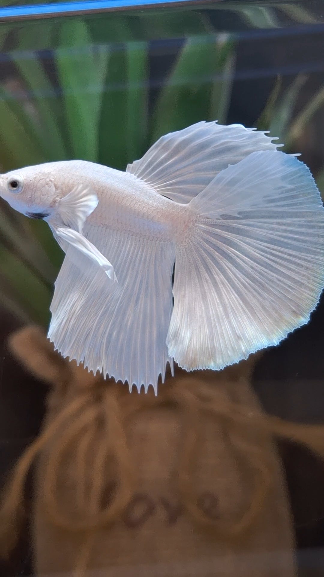 Halfmoon White Platinum Betta Fish Male