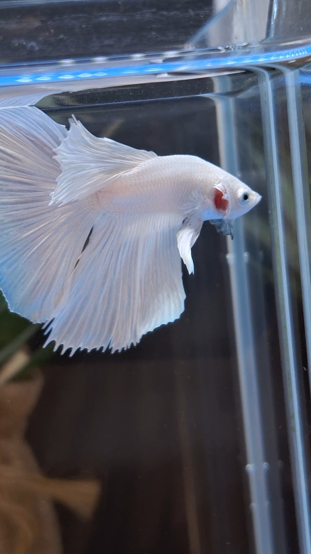 Halfmoon White Platinum Betta Fish Male