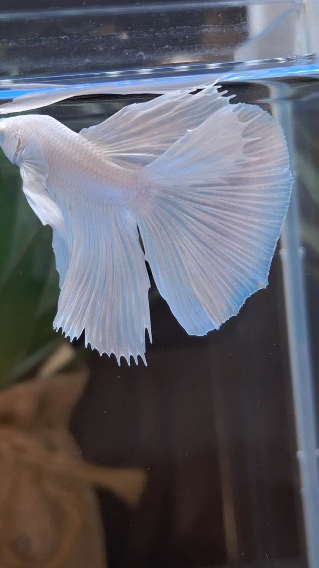 Halfmoon White Platinum Betta Fish Male