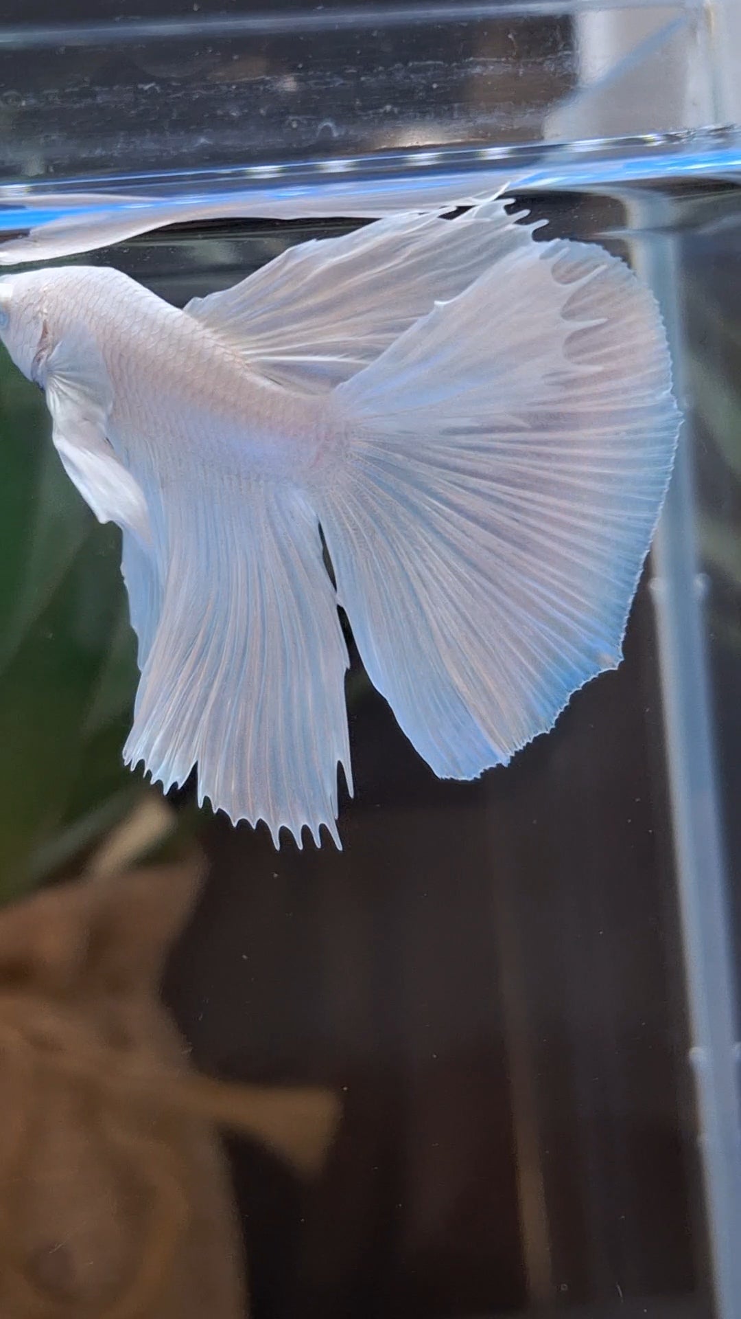 Halfmoon White Platinum Betta Fish Male