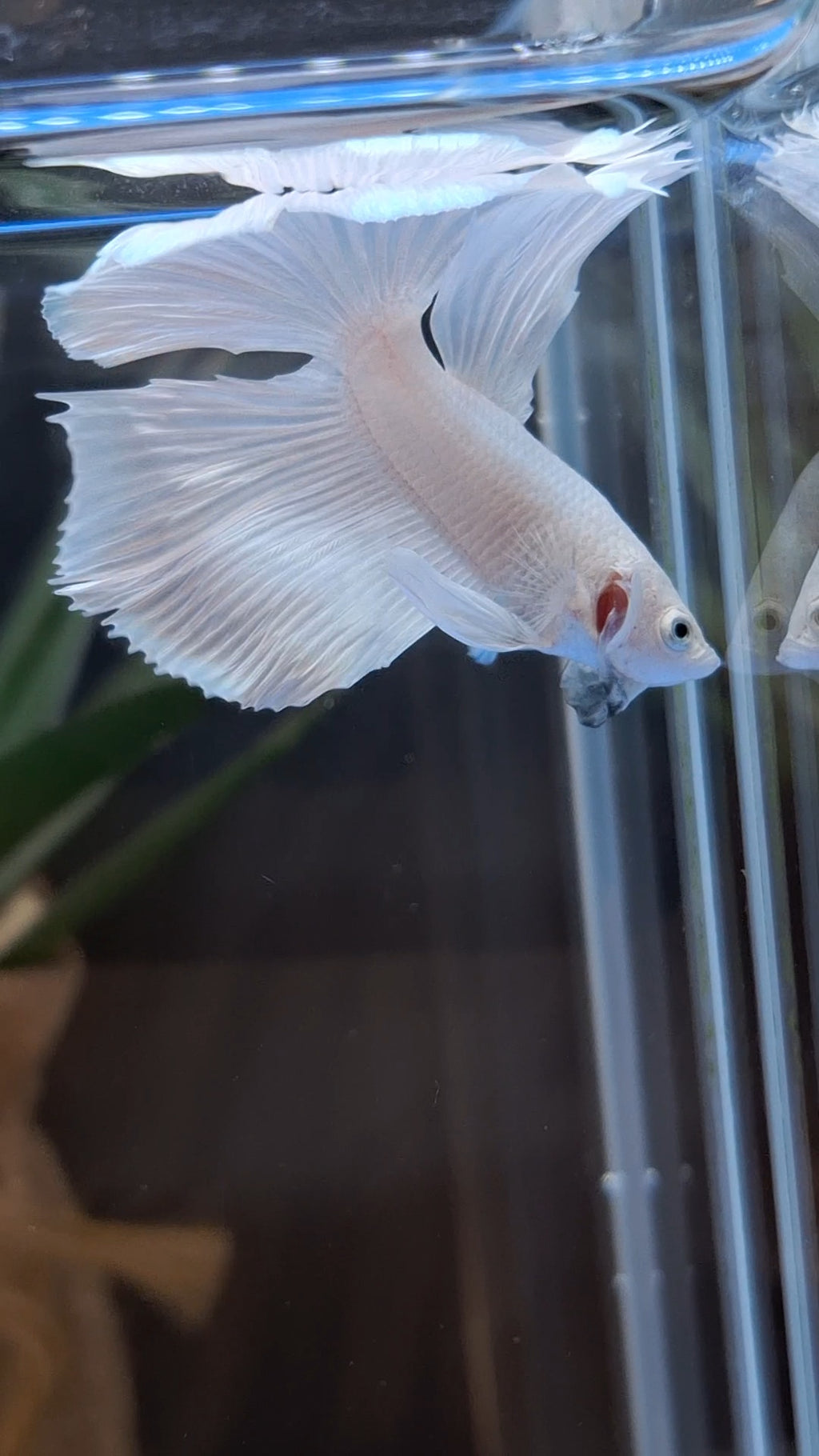 Halfmoon White Platinum Betta Fish Male