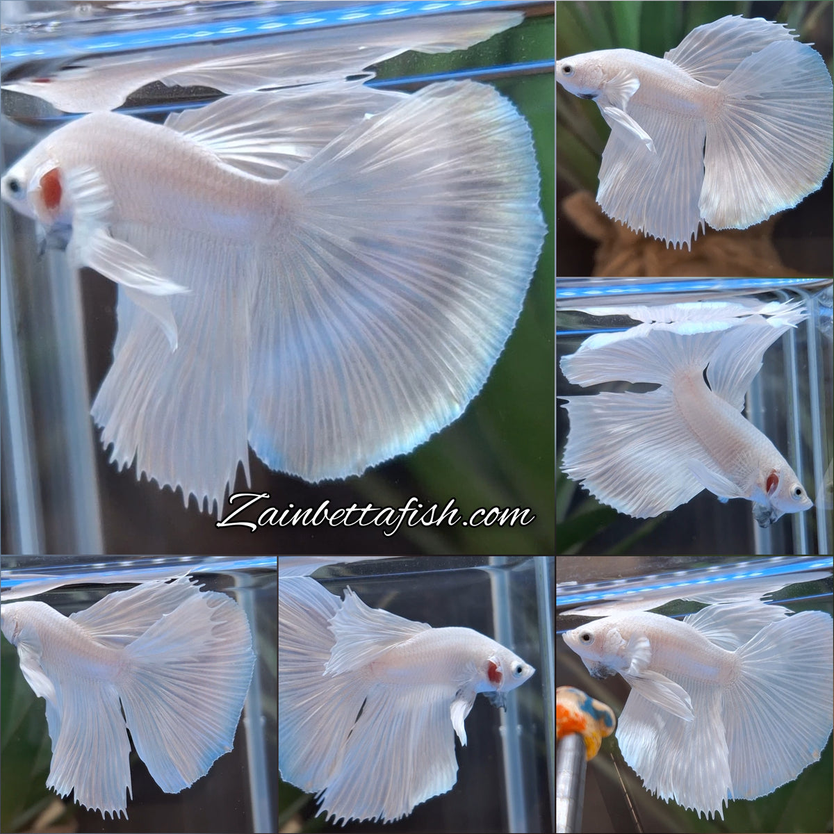 Halfmoon White Platinum Betta Fish Male