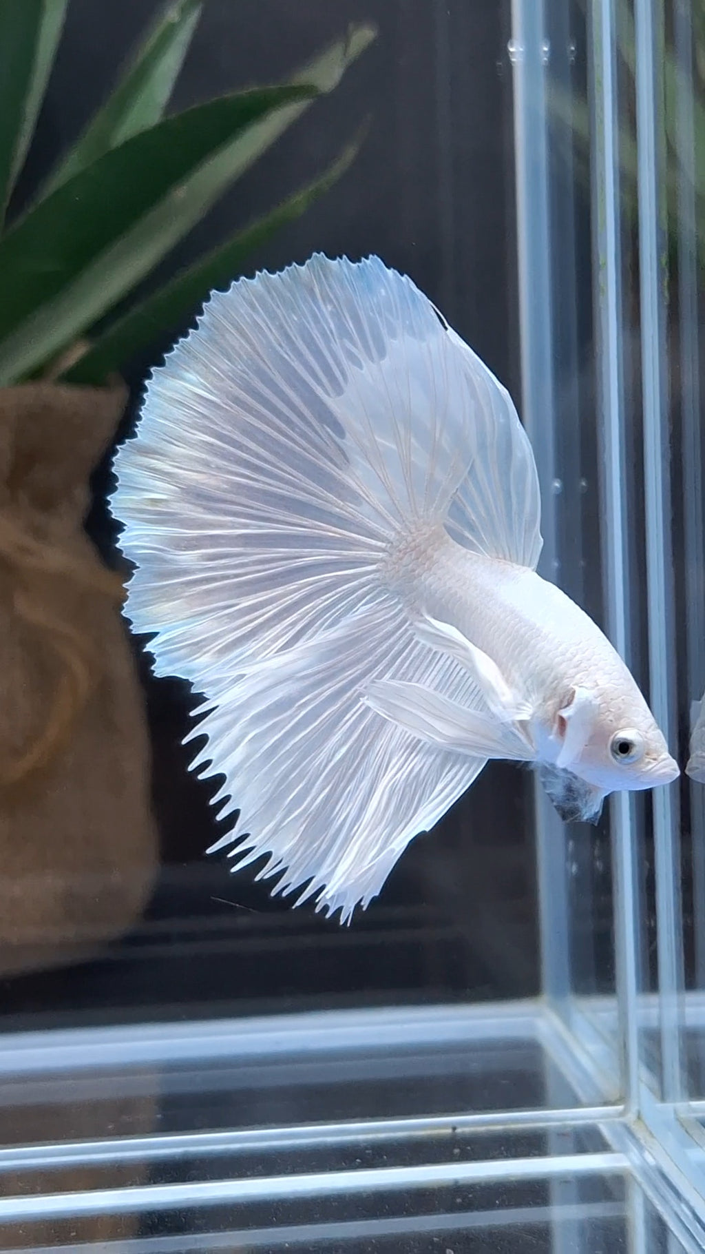 Halfmoon White Platinum Betta Fish Male