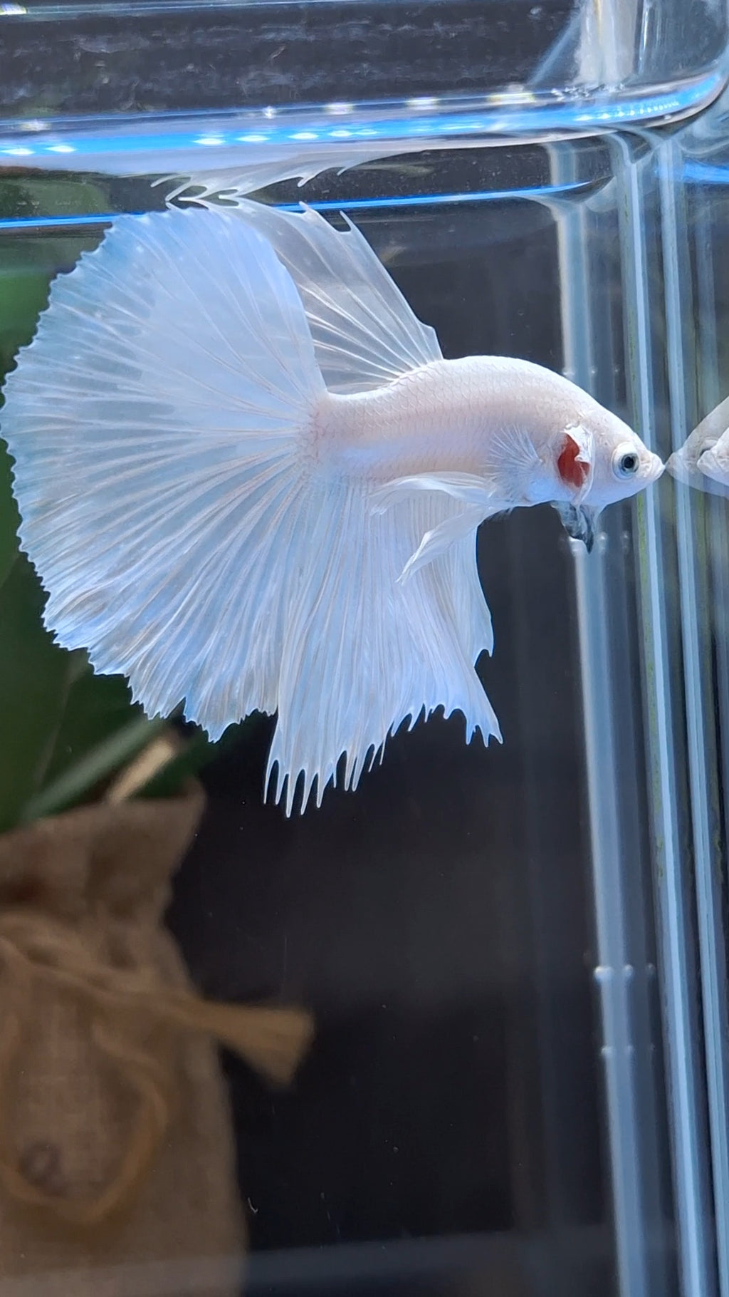 Halfmoon White Platinum Betta Fish Male
