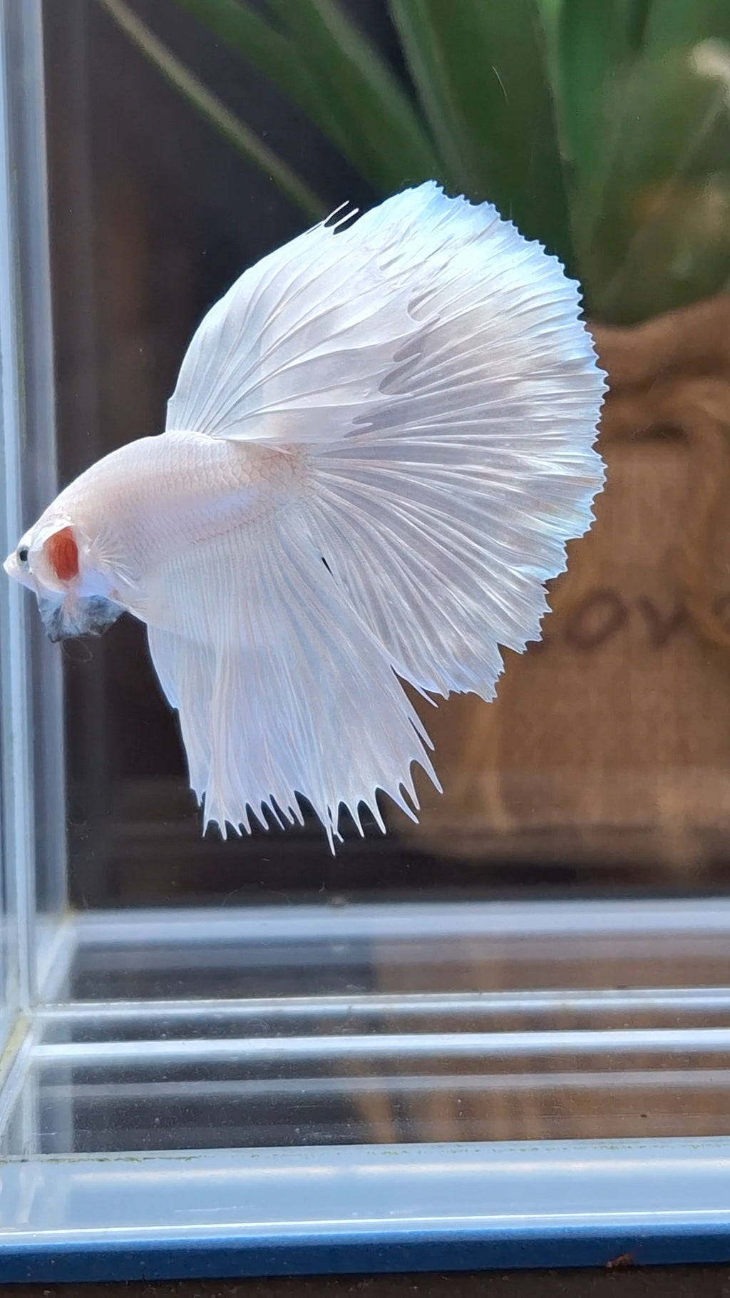 Halfmoon White Platinum Betta Fish Male