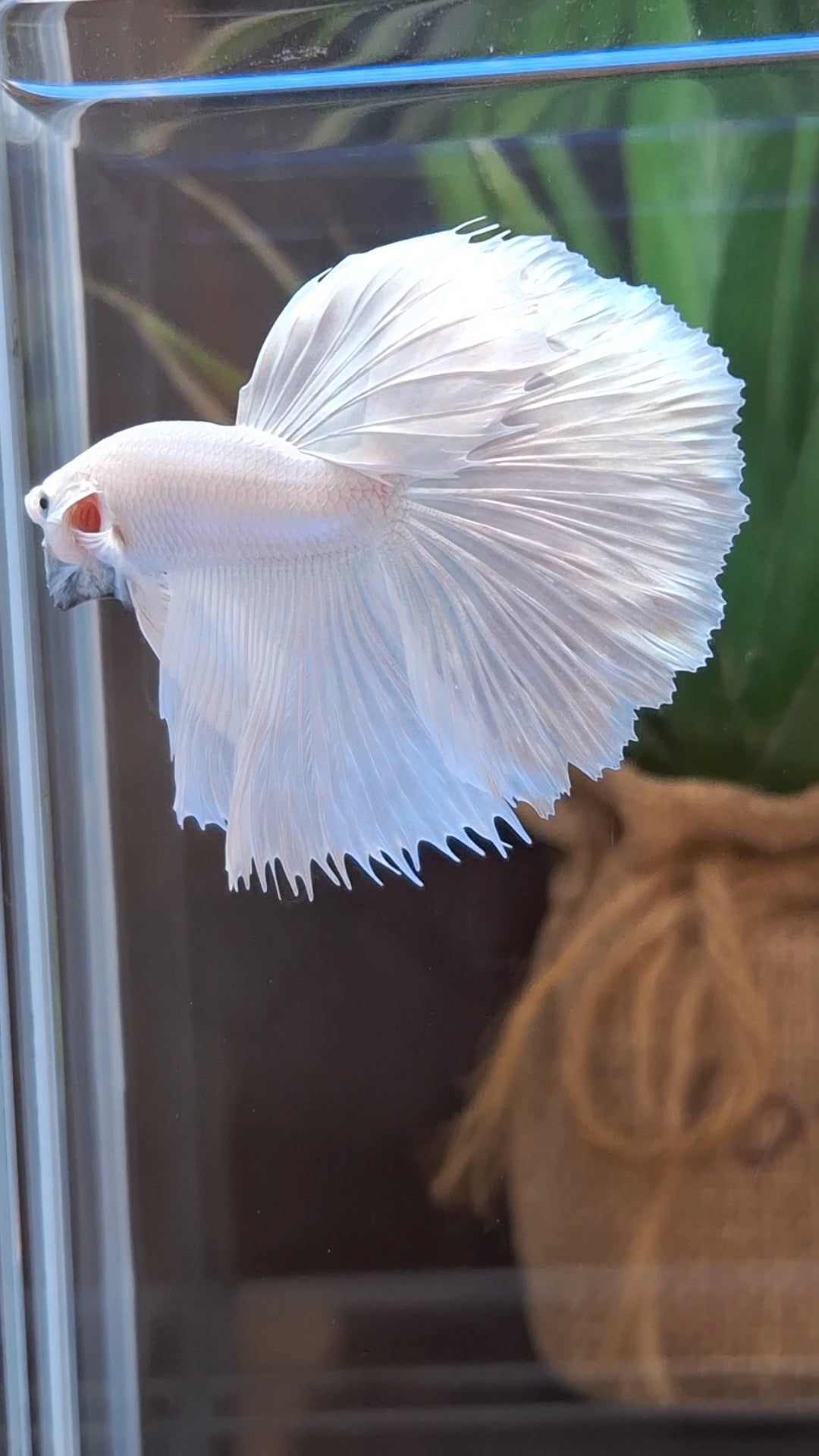 Halfmoon White Platinum Betta Fish Male