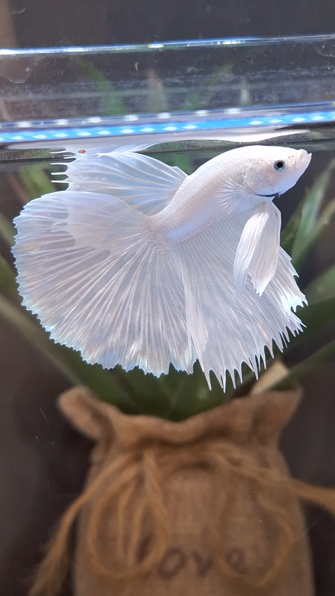 Halfmoon White Platinum Betta Fish Male