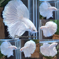 Halfmoon White Platinum Betta Fish Male
