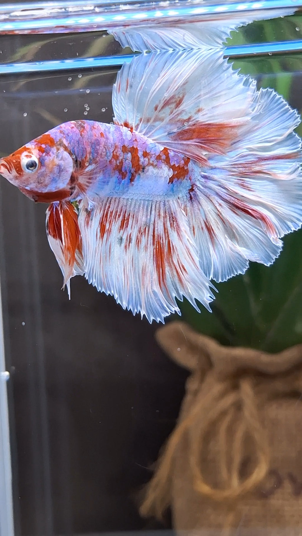 Halfmoon Rosetail Barongsai Betta Fish Male