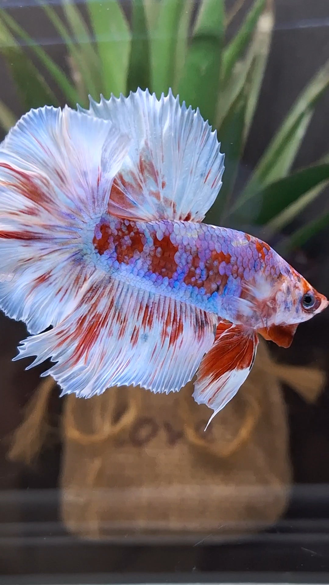 Halfmoon Rosetail Barongsai Betta Fish Male